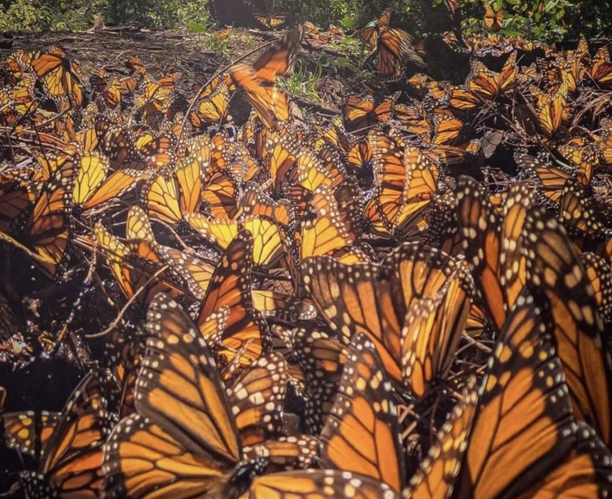 Mexico’s Monarch Butterfly Migration Ride