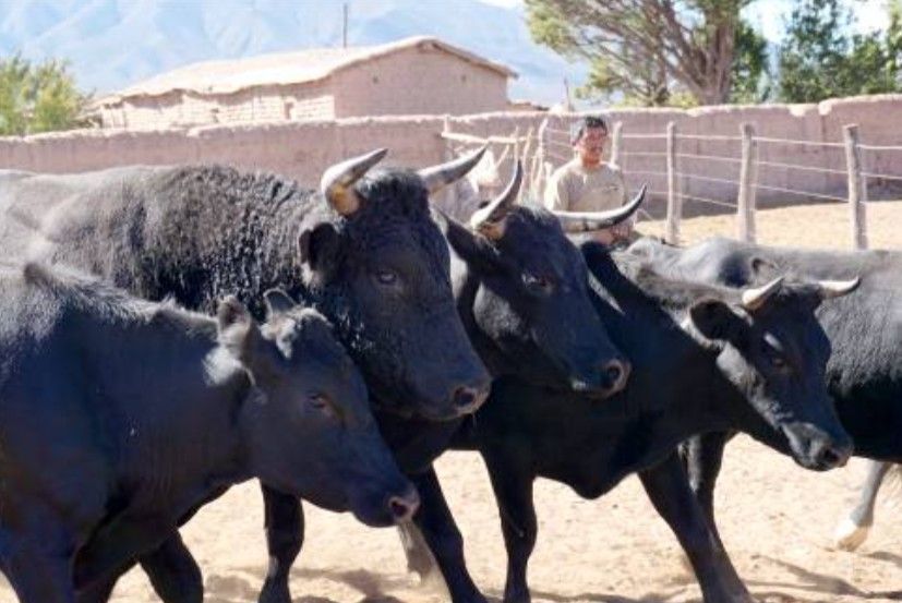Argentina’s Cattle Drive on Inca Trails