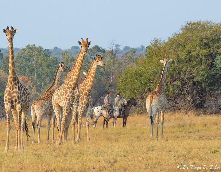 South Africa’s Safari Ride