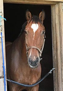 Brown horse with a white blaze standing in a stable doorway