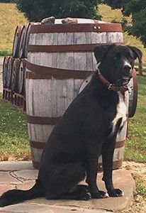 Black dog sitting beside a wooden barrel outdoors in a yard.
