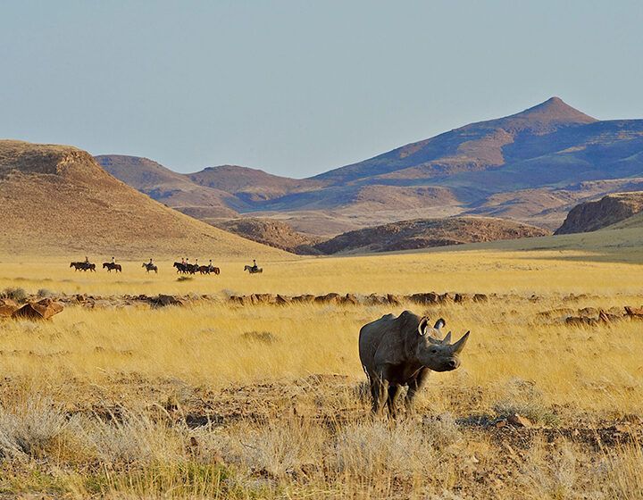 Rhinoceros in tall yellow grass with distant antelope and mountains under a clear sky