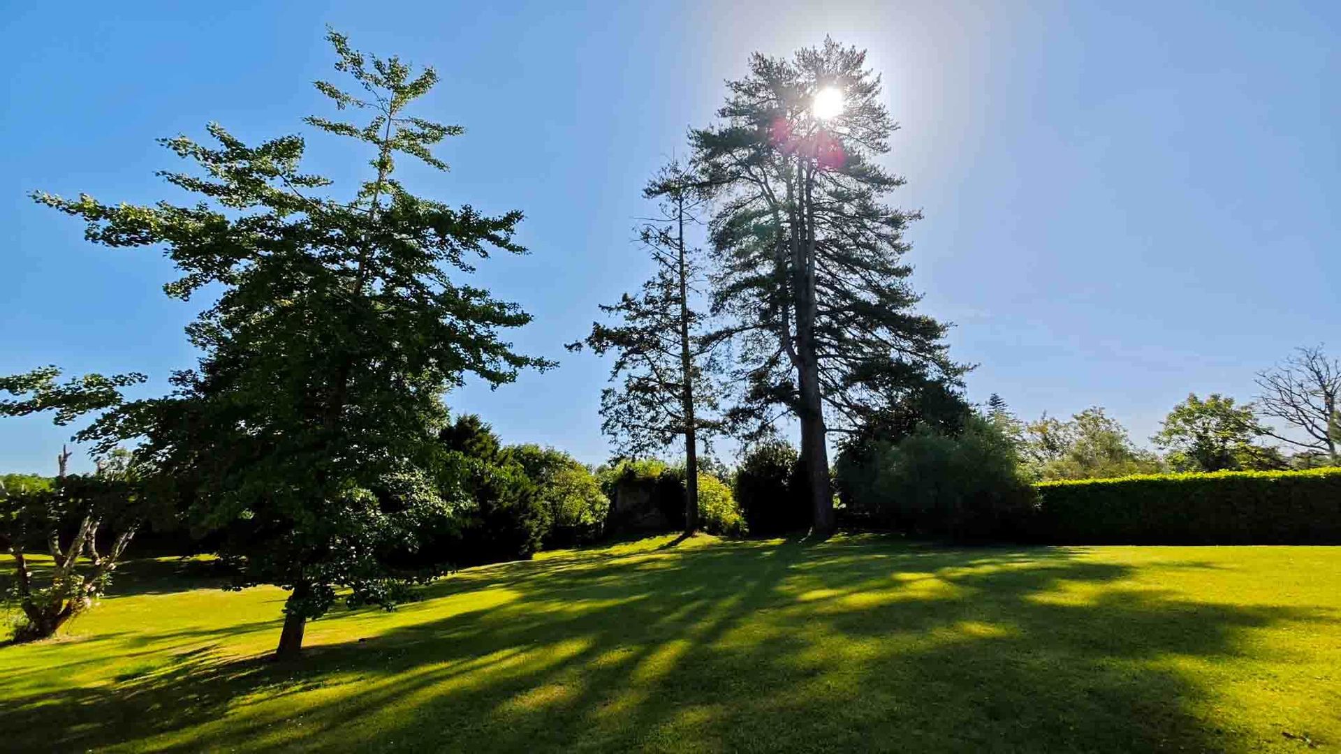 Sunny park with tall trees, bright green grass, and sunlight shining through the branches