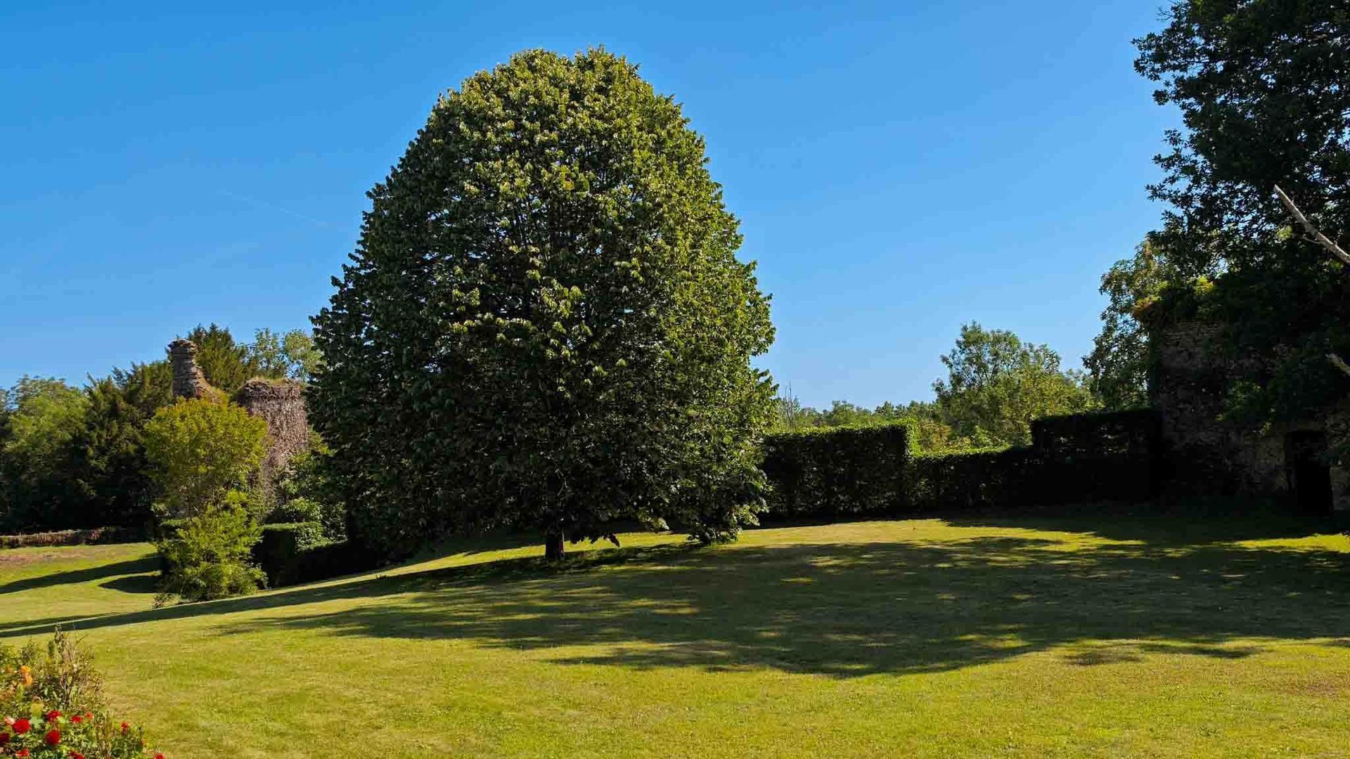 Sunlit park with a large round tree on a grassy lawn under a clear blue sky