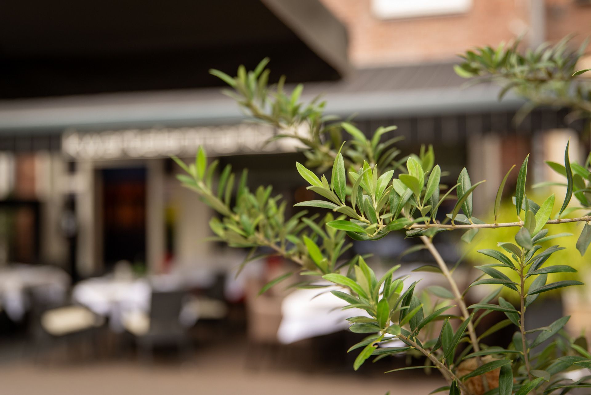 Een groene tak met bladeren is scherp, met een wazig restaurantinterieur op de achtergrond.