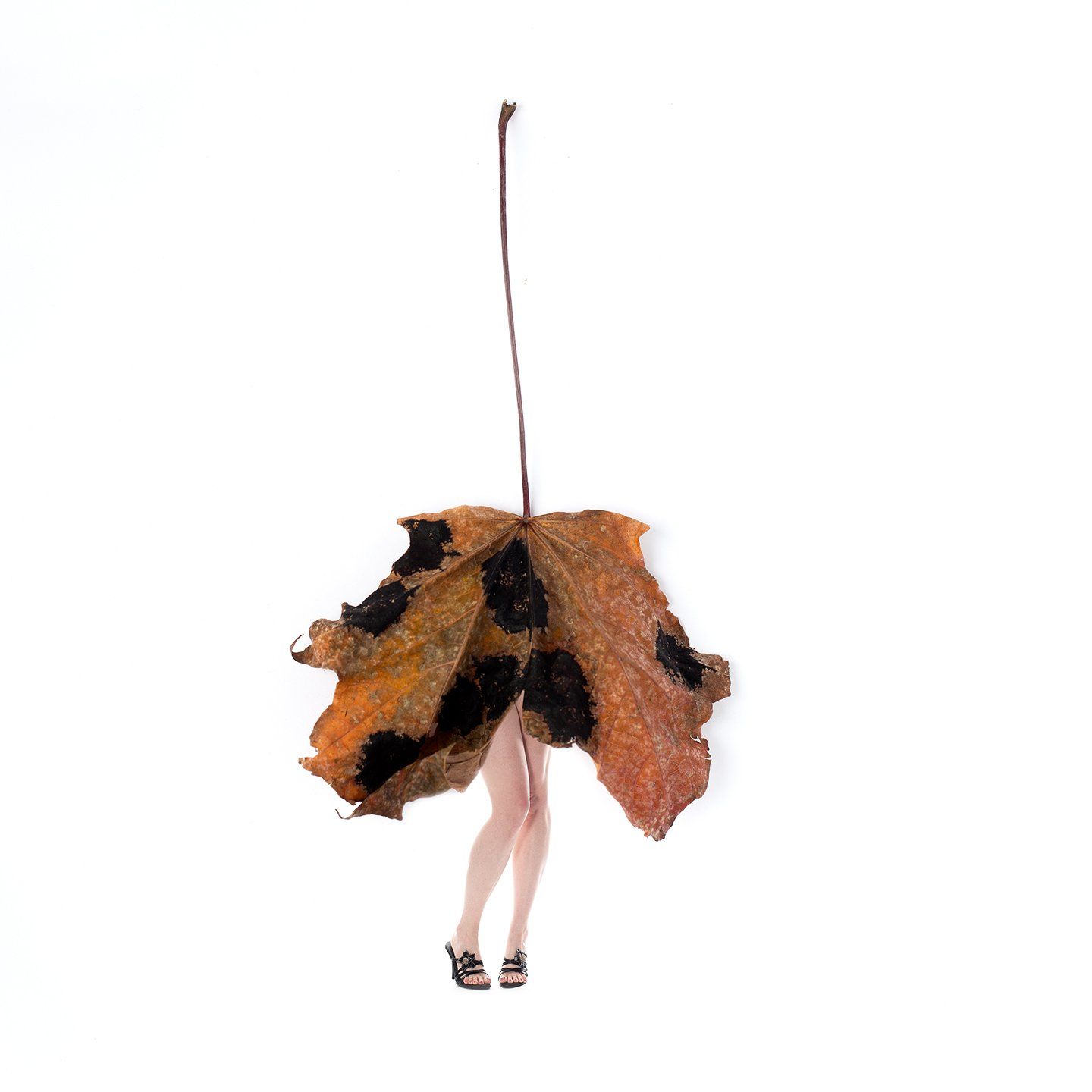 Image of Styled by Nature 6