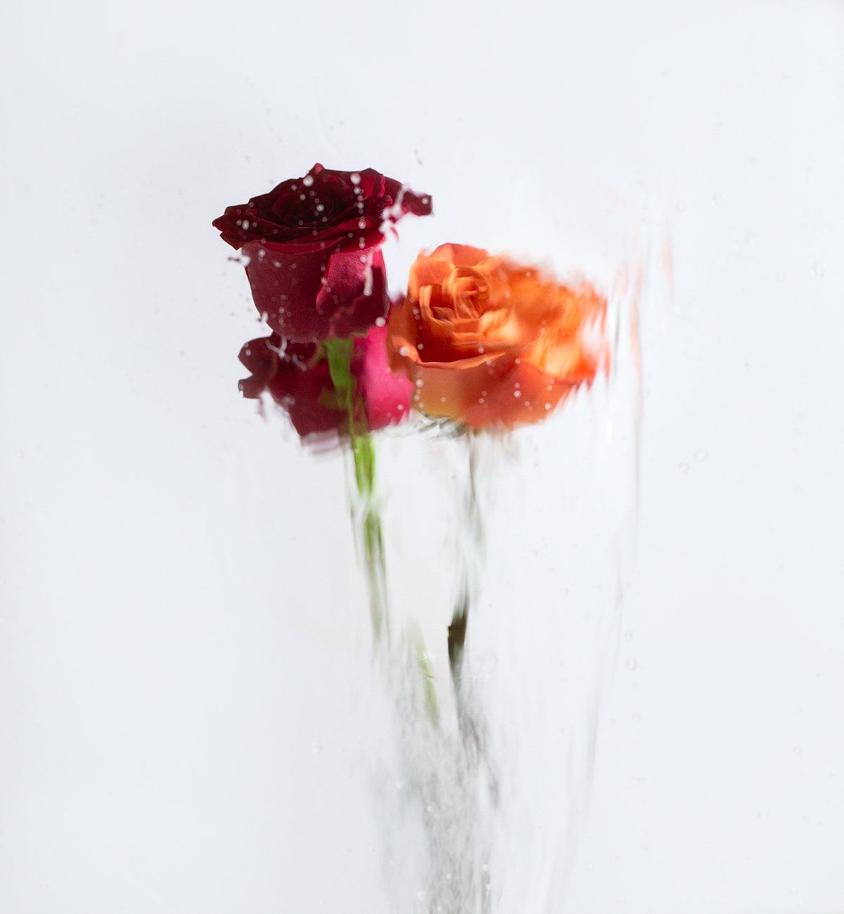 Image of A Rose by any Other Name 6