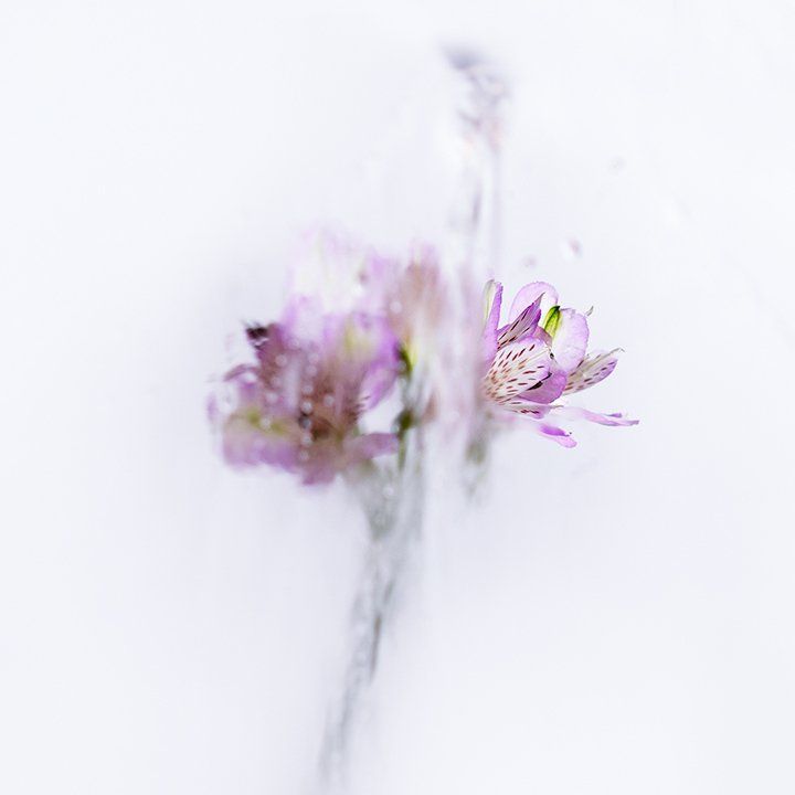 Image of A Rose by any Other Name 10