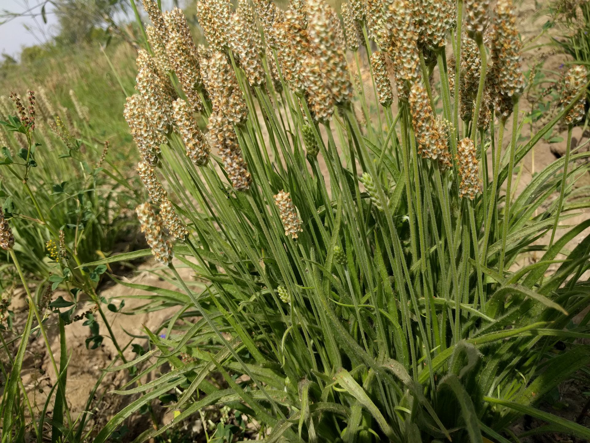 Organic binder for aggregate pathways