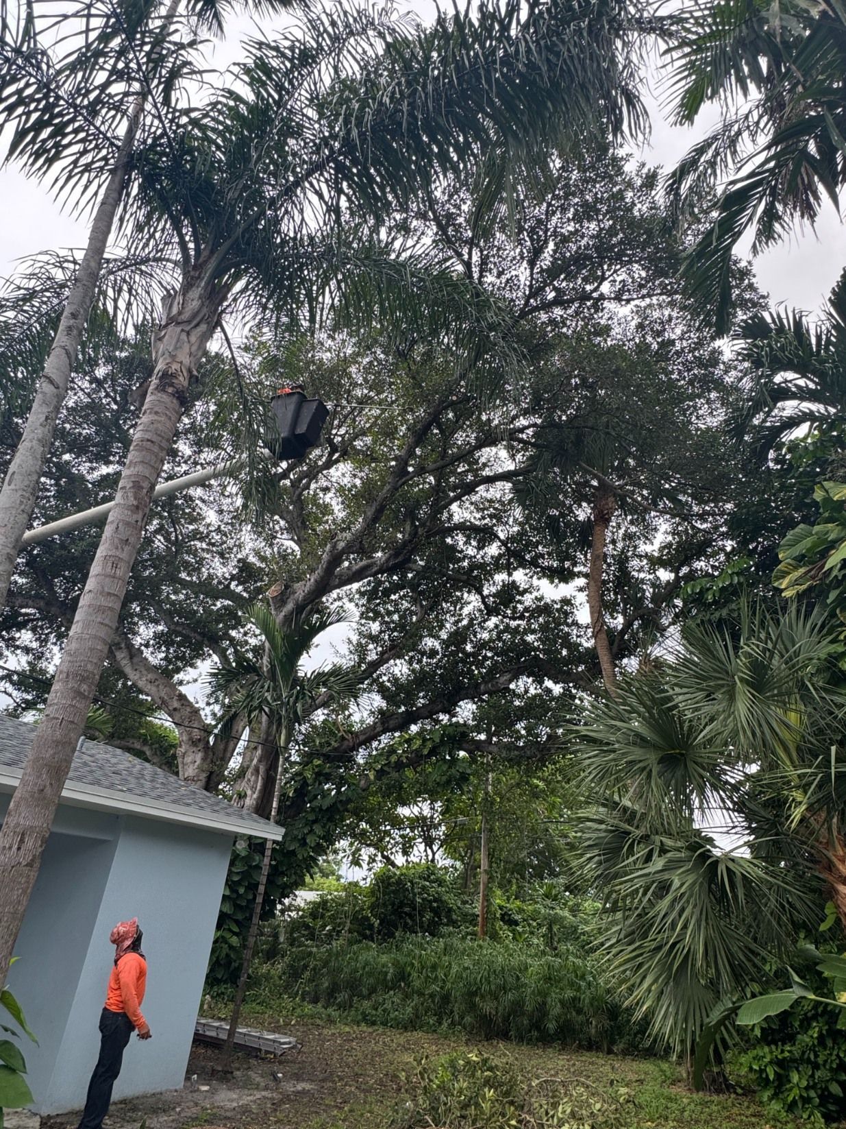 A worker in an orange shirt looks up at a bucket truck trimming branches in tall trees near a house.