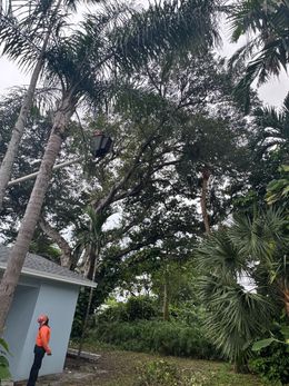 A worker in an orange shirt looks up at a bucket truck trimming branches in tall trees near a house.