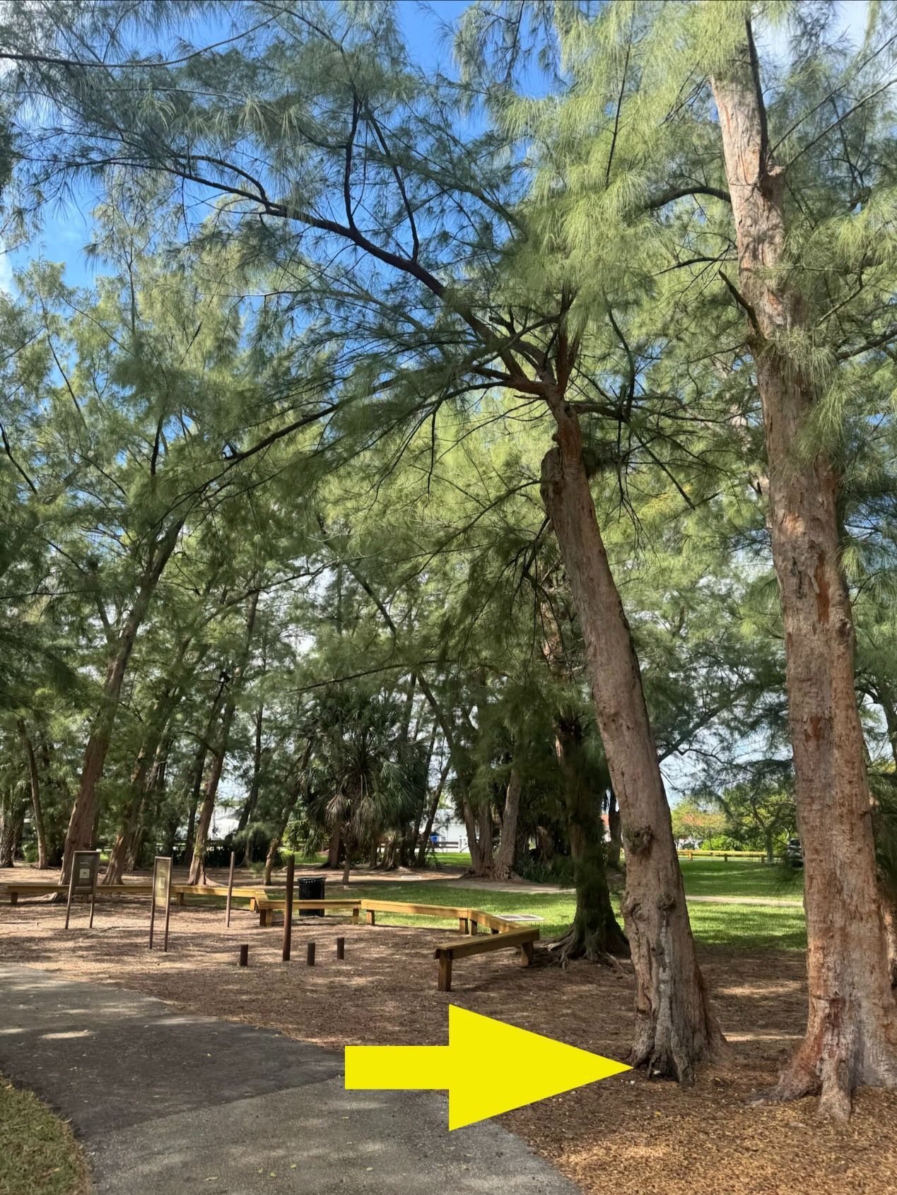 A yellow arrow points to the base of a tall pine tree in a park with a paved path and playground equipment in the background.