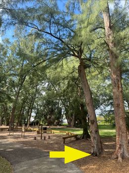 A yellow arrow points to the base of a tall pine tree in a park with a paved path and playground equipment in the background.