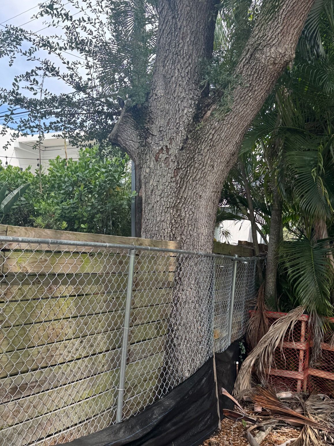 A large, mature tree trunk growing directly through a chain-link fence in an outdoor residential yard.