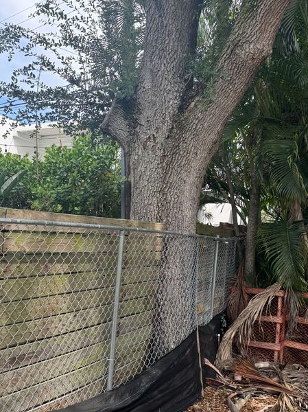 A large, mature tree trunk growing directly through a chain-link fence in an outdoor residential yard.