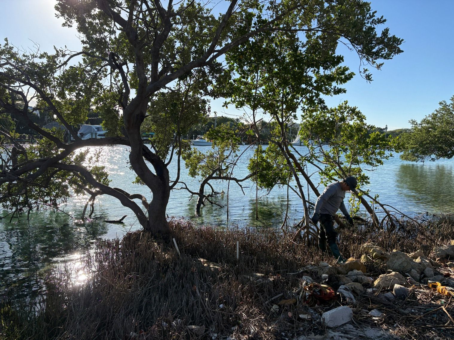 A person standing near a large mangrove tree and cleaning debris along a sunny, sparkling shoreline.