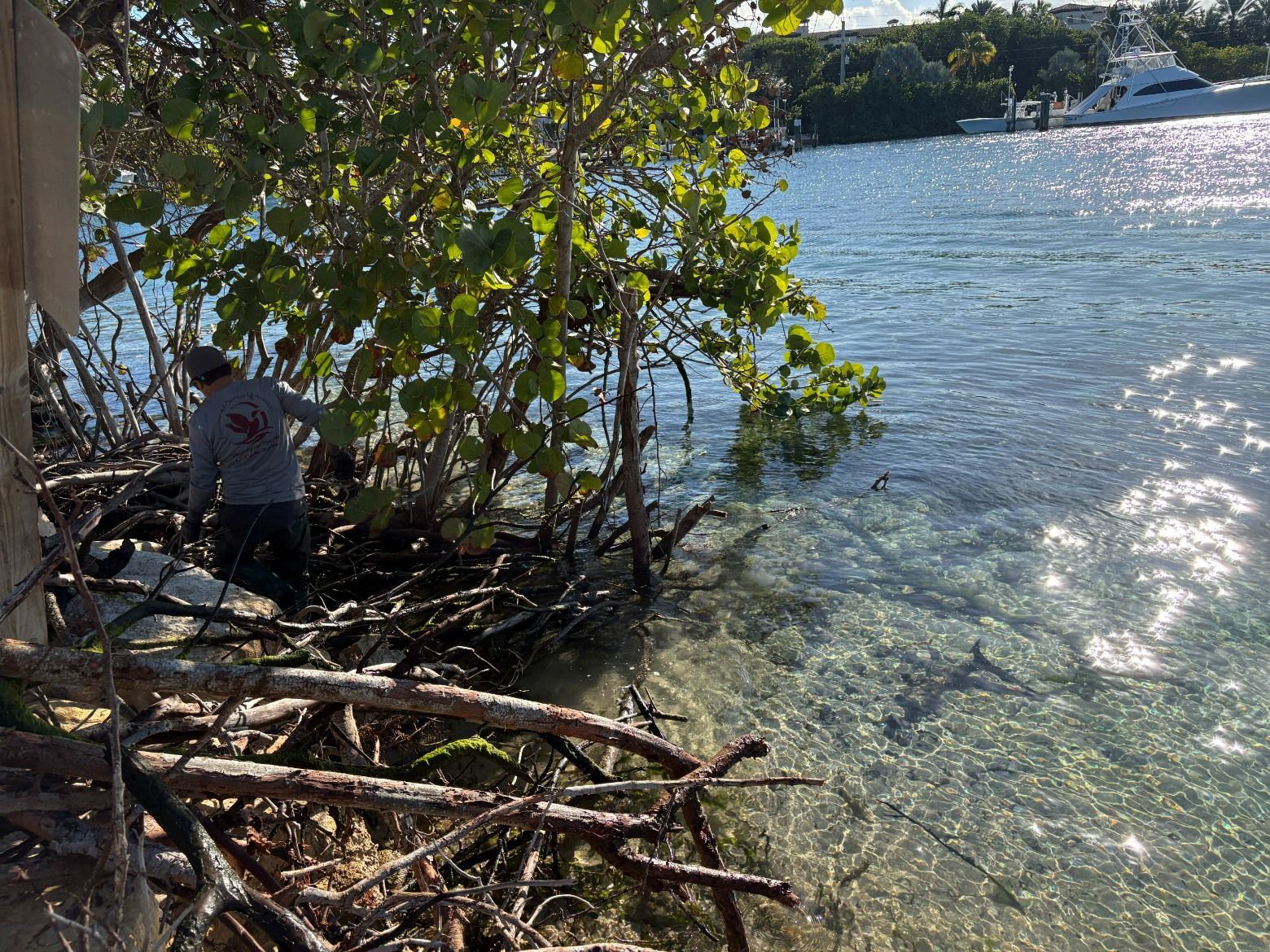 A person in a gray shirt works among shoreline mangroves next to clear, sunlit water with a boat in the distance.