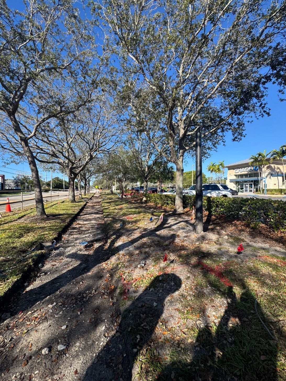 A dirt path winds through a line of leafless trees under a clear blue sky, next to a manicured hedge and a parking lot.