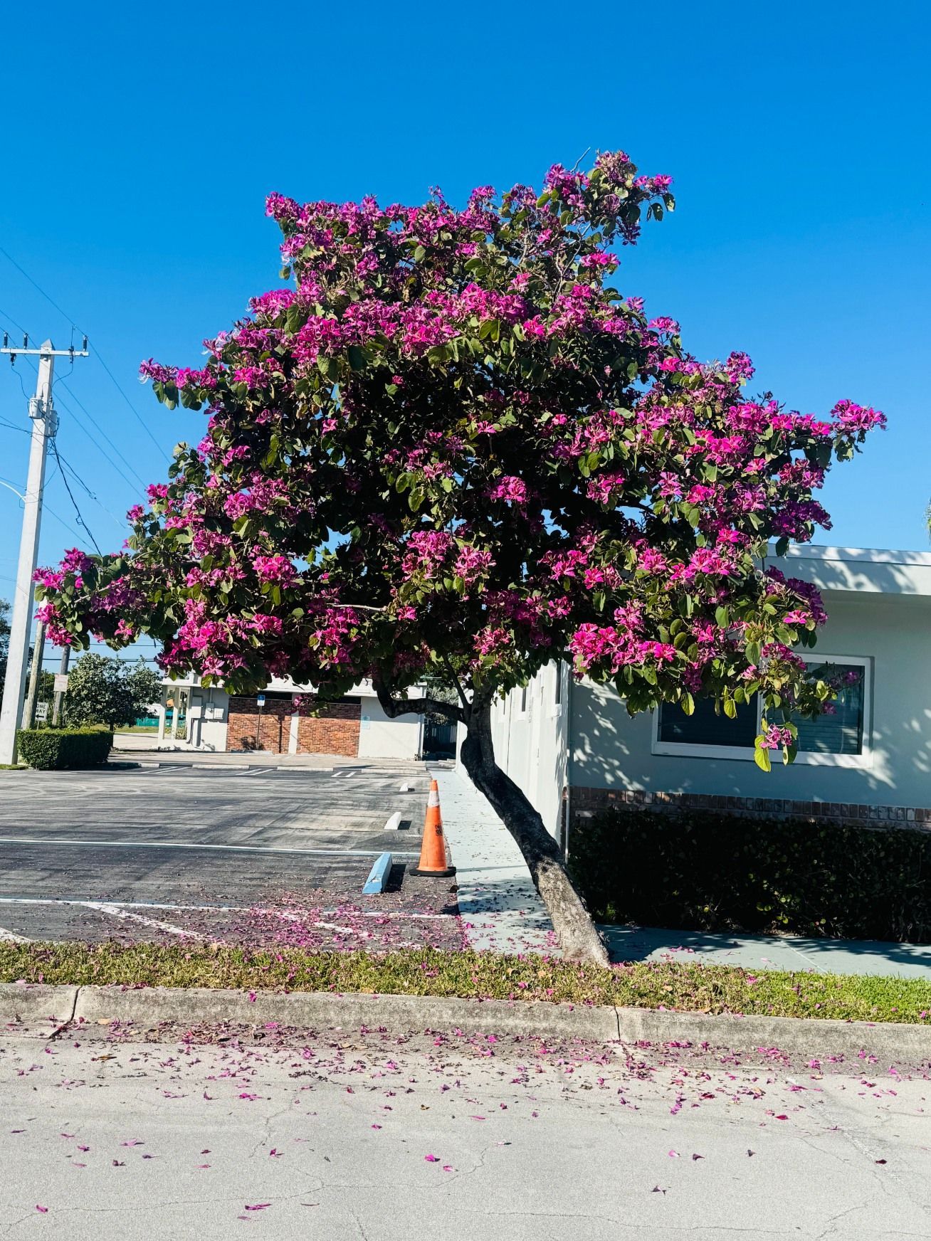 A small tree with bright magenta flowers and a leaning trunk, set against a blue sky next to a building and parking lot.