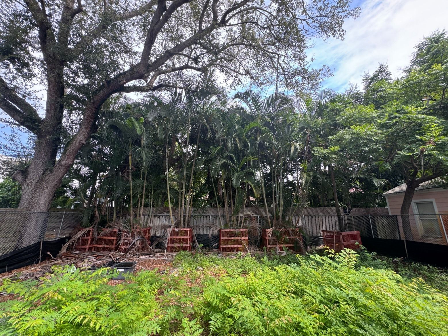 A row of palm trees planted in wooden crates sits in a grassy yard, backed by a wooden fence and large, mature trees.