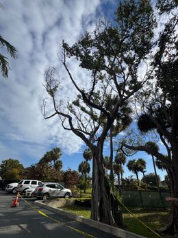 A large, partially bare tree with thick, gnarled bark stands beside a parking lot with white cars under a cloudy blue sky.