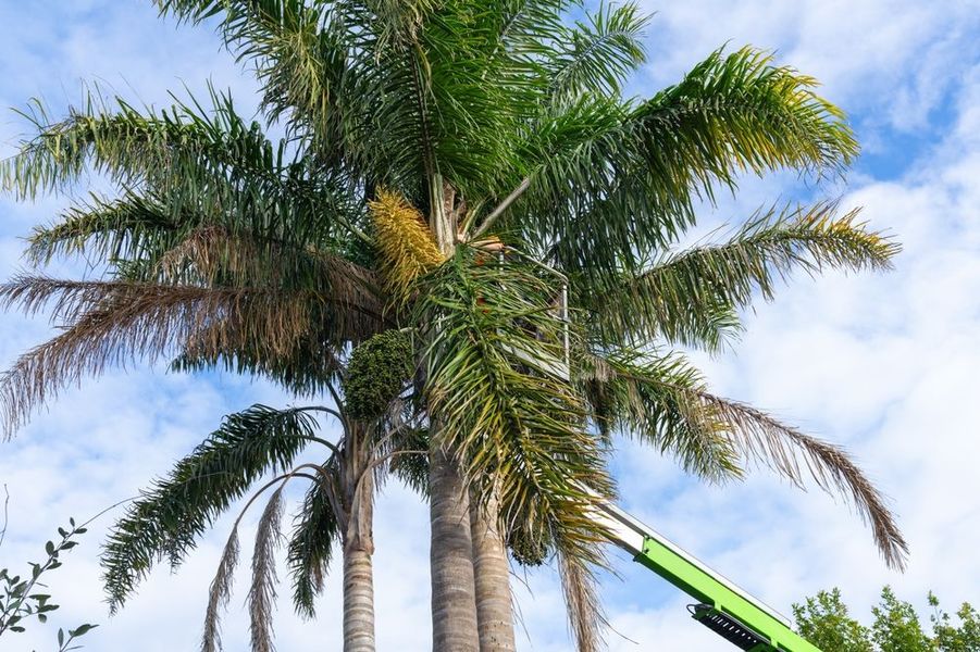 An aerial lift positioned near the top of a tall palm tree under a blue sky, with a person working in the basket.