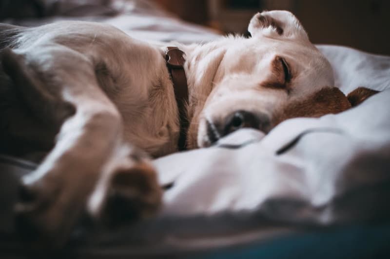 A white dog is sleeping on a bed with a stuffed animal.