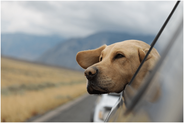 Yellow lab with head out car window, enjoying the breeze with mountains in the background.