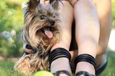 A woman is kneeling down next to a small dog and a tennis ball.