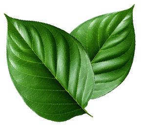 Two overlapping, vibrant green leaves with prominent veins.