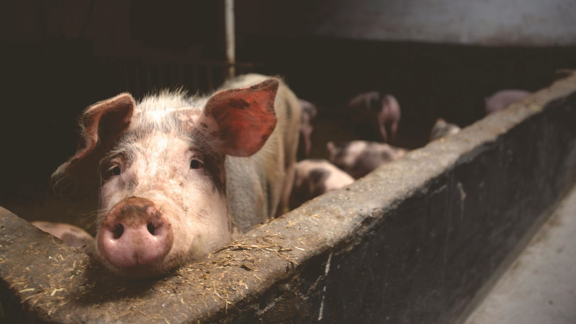 Een varken met een roze snuit kijkt over een betonnen trog. Op de achtergrond zijn andere varkens zichtbaar.