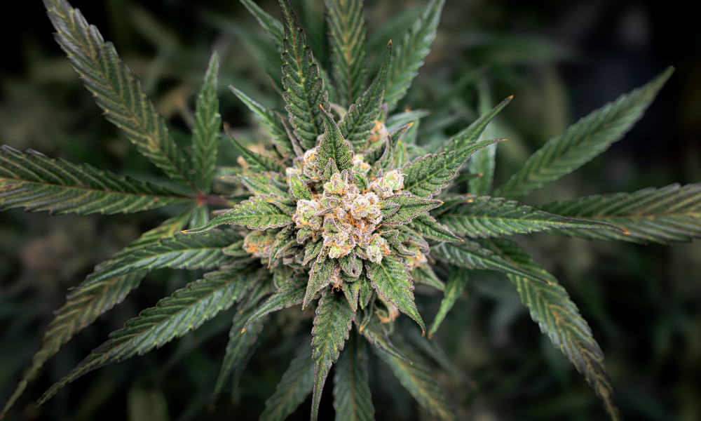What Are Cannabis Concentrates? Extraction Guide | Flo NY