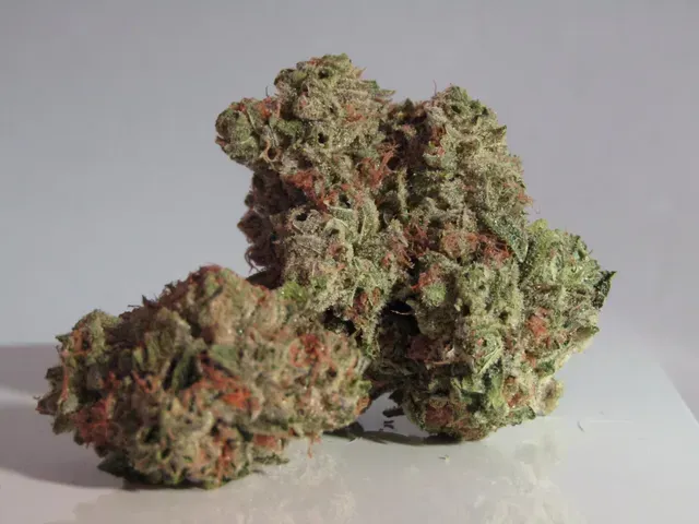 A close-up of dense cannabis flower buds with green leaves and orange pistils - Flo Dispensary