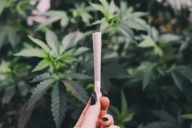 cannabis categories