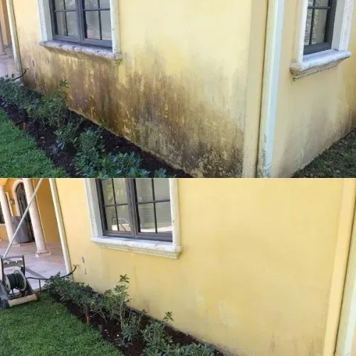 Yellow exterior wall with dark mildew stains above a narrow garden bed and windows.
