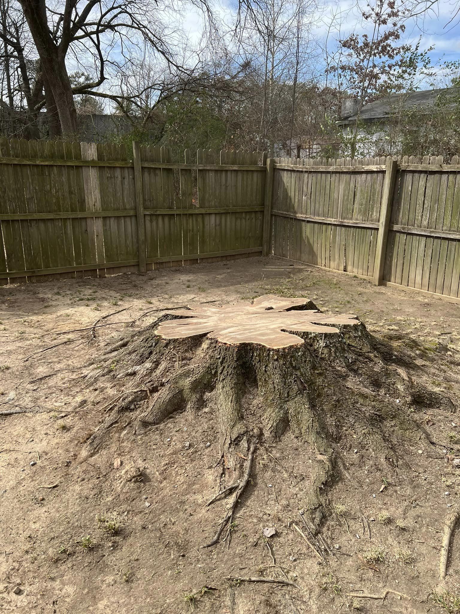 A large tree stump with visible roots sits in a backyard near a wooden fence on a cloudy day.