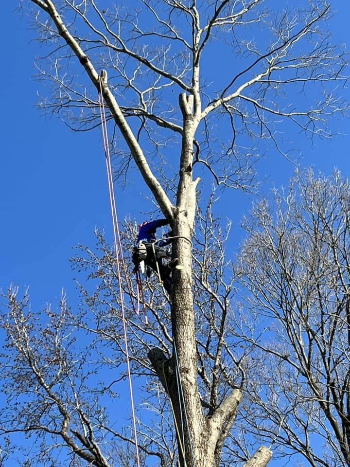 An arborist wearing a harness and safety gear works in the upper branches of a tall tree against a clear blue sky.