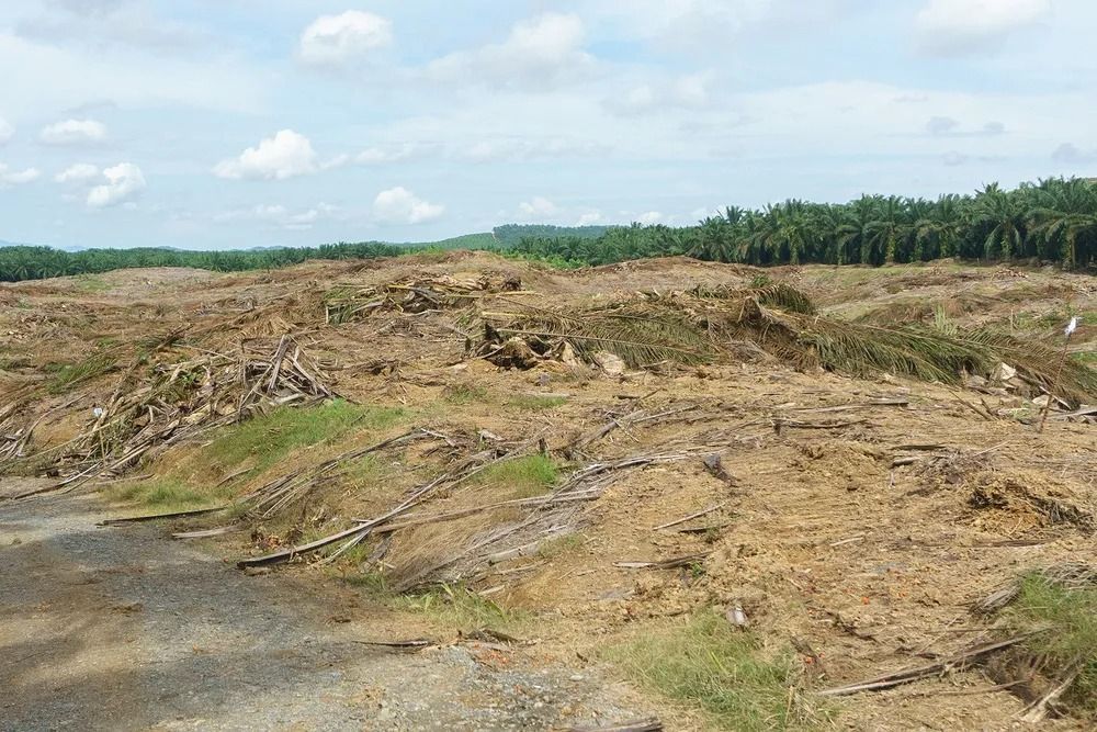 A landscape showing a cleared area of land with debris and scattered brush, bordering a line of palm trees under a blue sky.