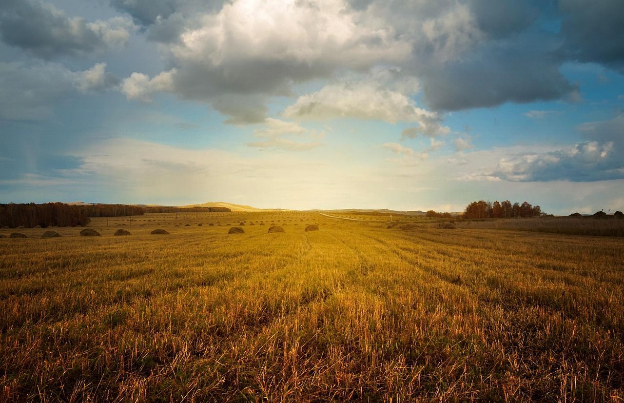 Golden field under a cloudy sky, sunlight breaking through, horizon with trees.