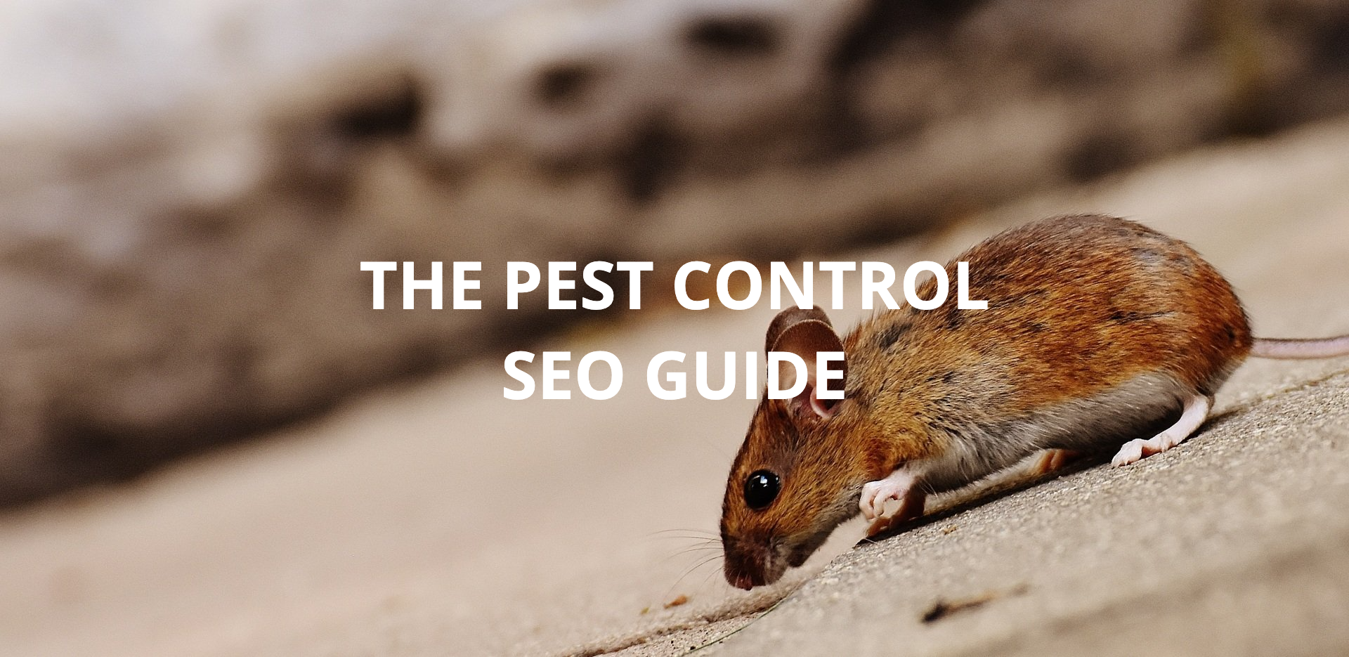 Pest Control SEO
