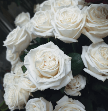 Zarina Flowers