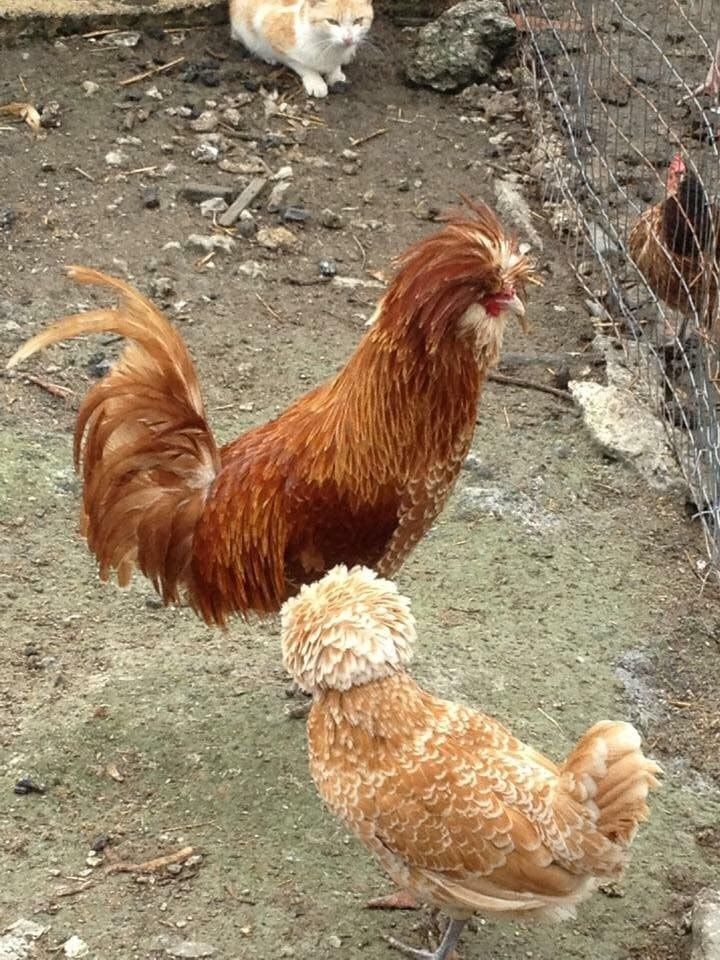 Due galline in un recinto di terra, un gallo alto e rossastro e una gallina soffice color beige vicino a una recinzione di filo spinato.
