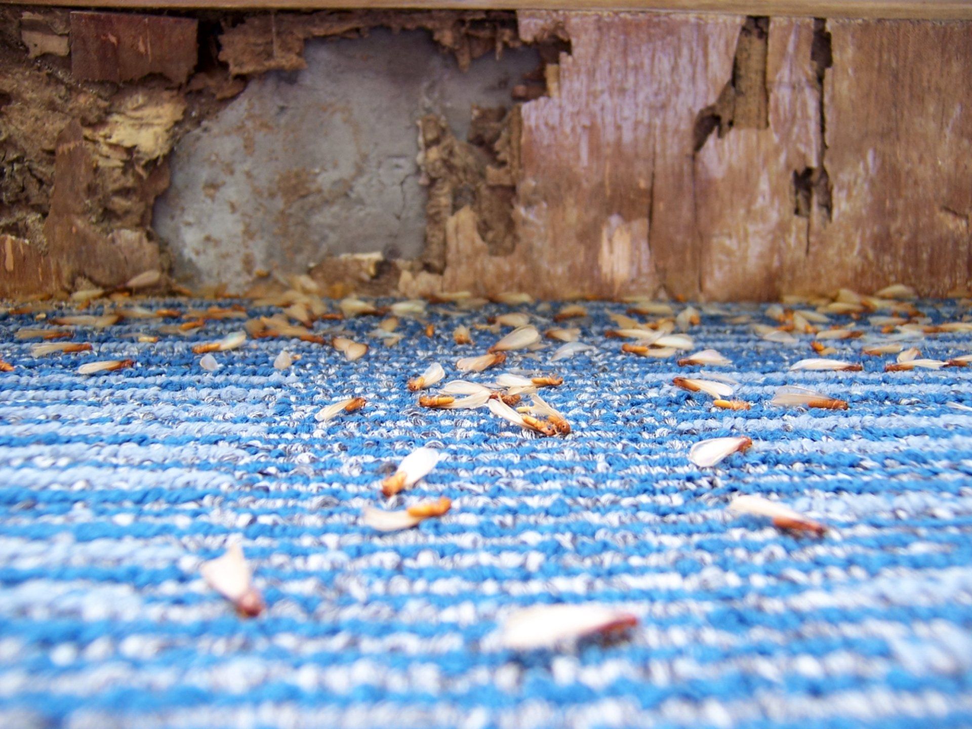 Dead Termites — Forrest City, AR — Ray Houser’s Termite & Pest Control