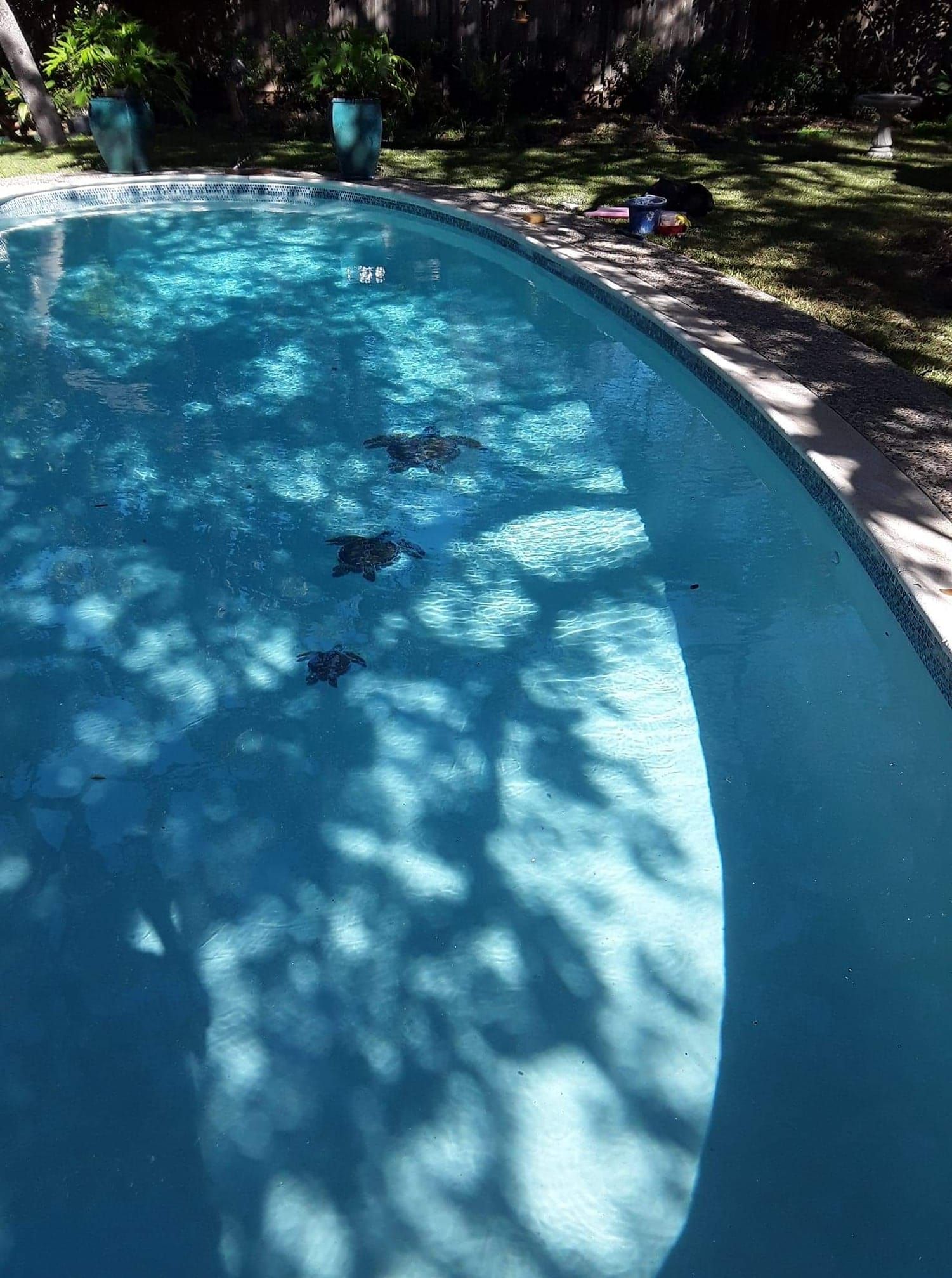 A large swimming pool with a waterfall in the backyard