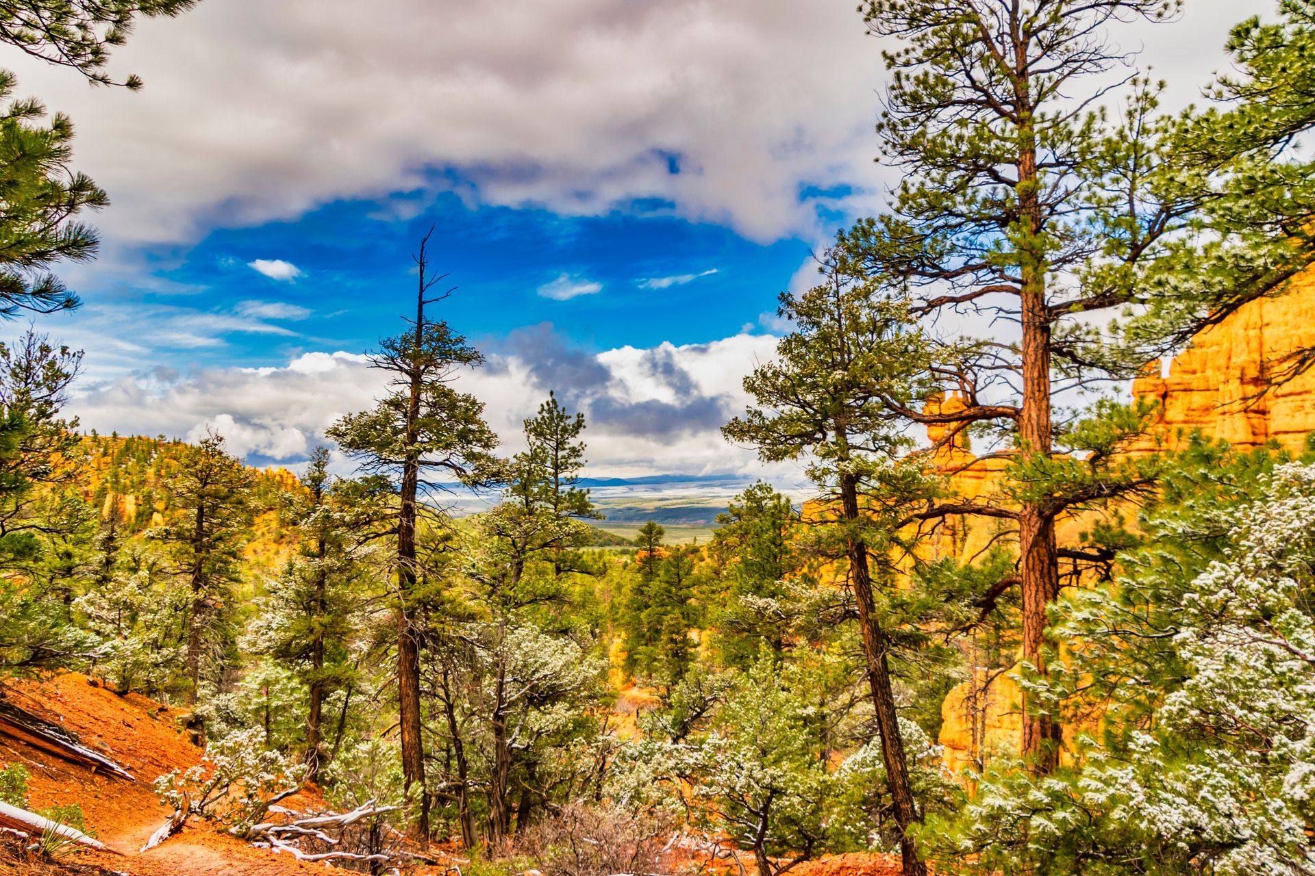 A forest with trees and rocks in the background.