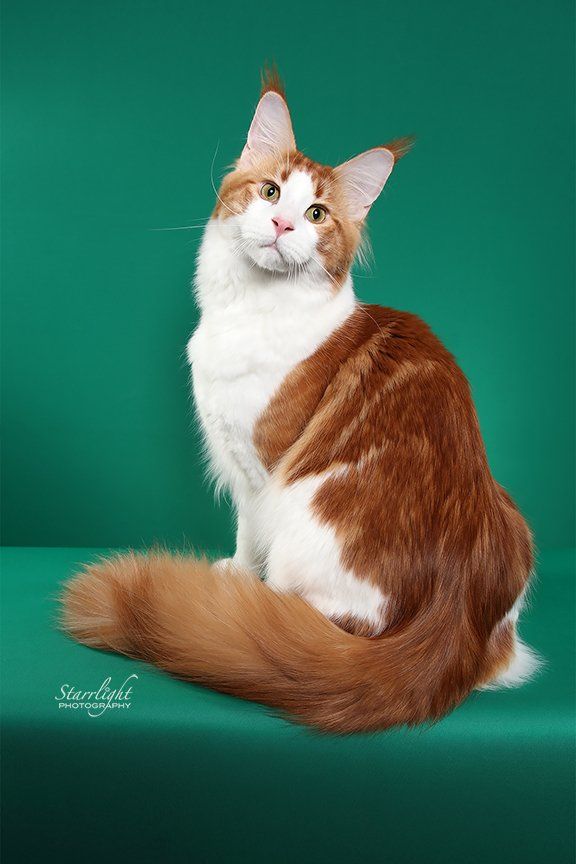 maine coon cat, red with white