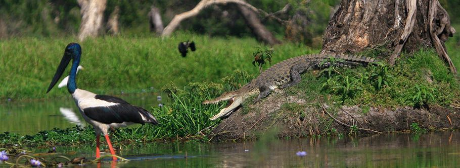 A stork is standing in the water near a crocodile.