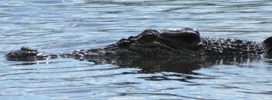 A large alligator is swimming in the water.