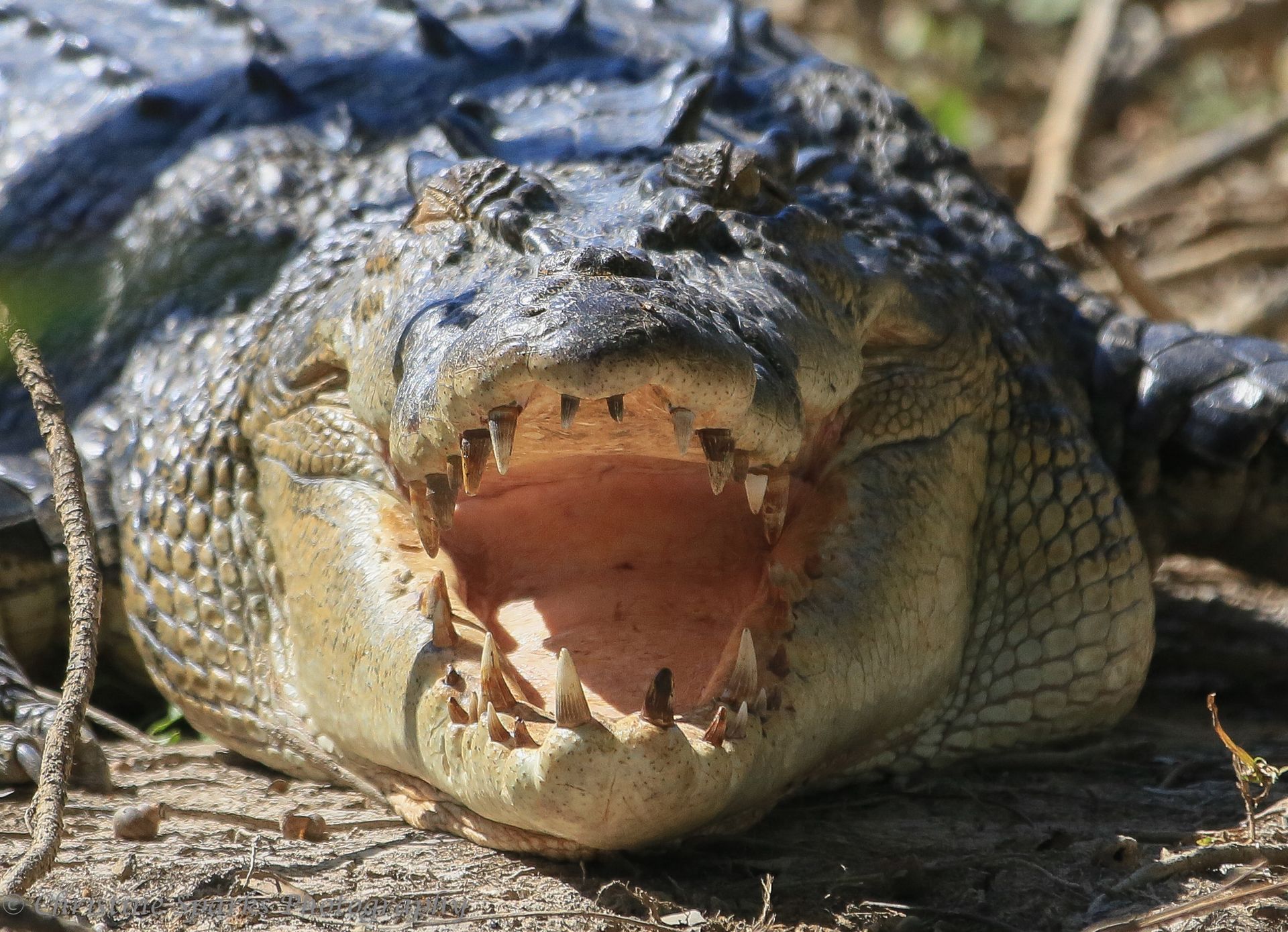 A close up of a crocodile 's head in the water.