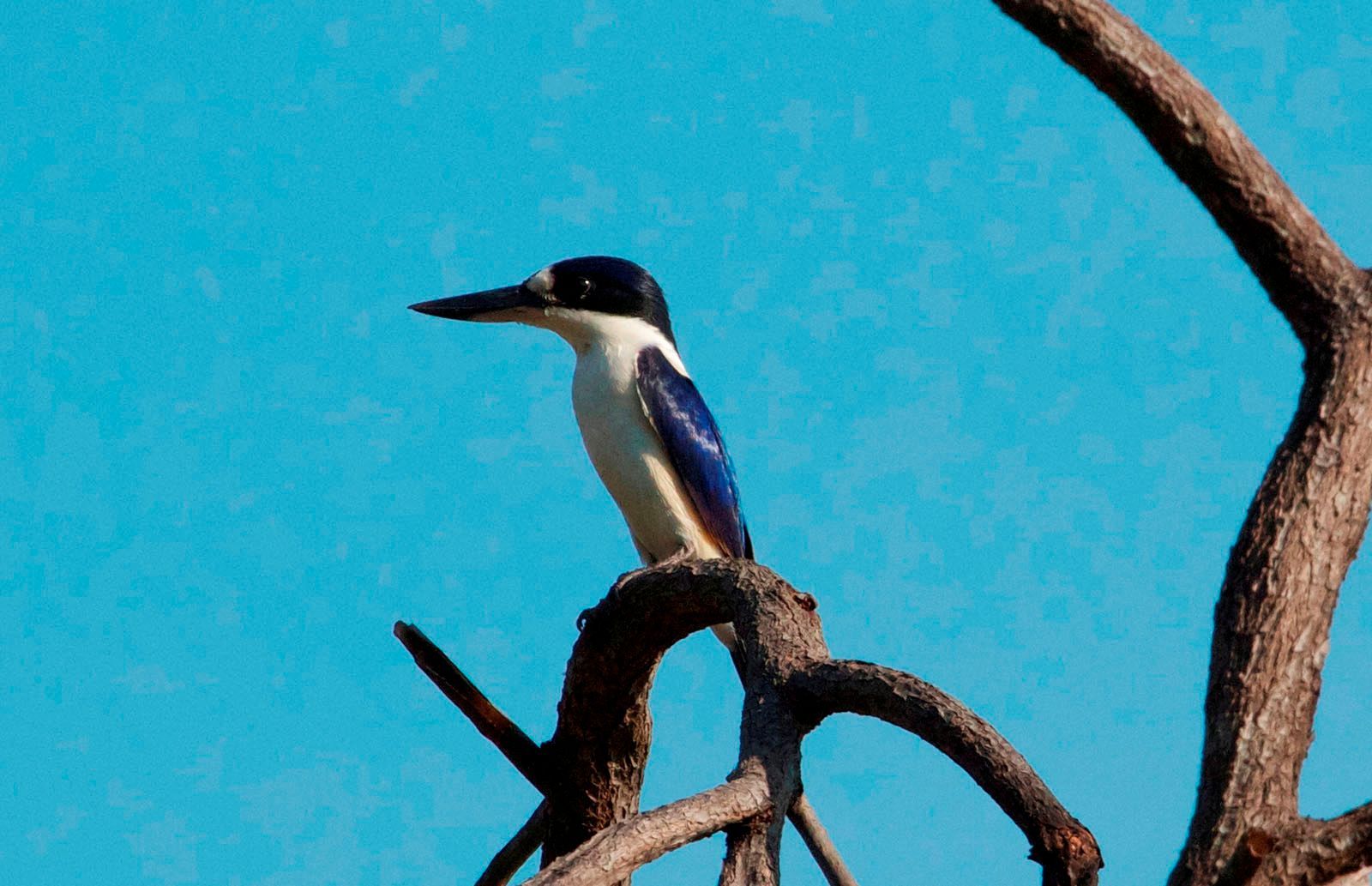 A blue and white bird perched on a tree branch